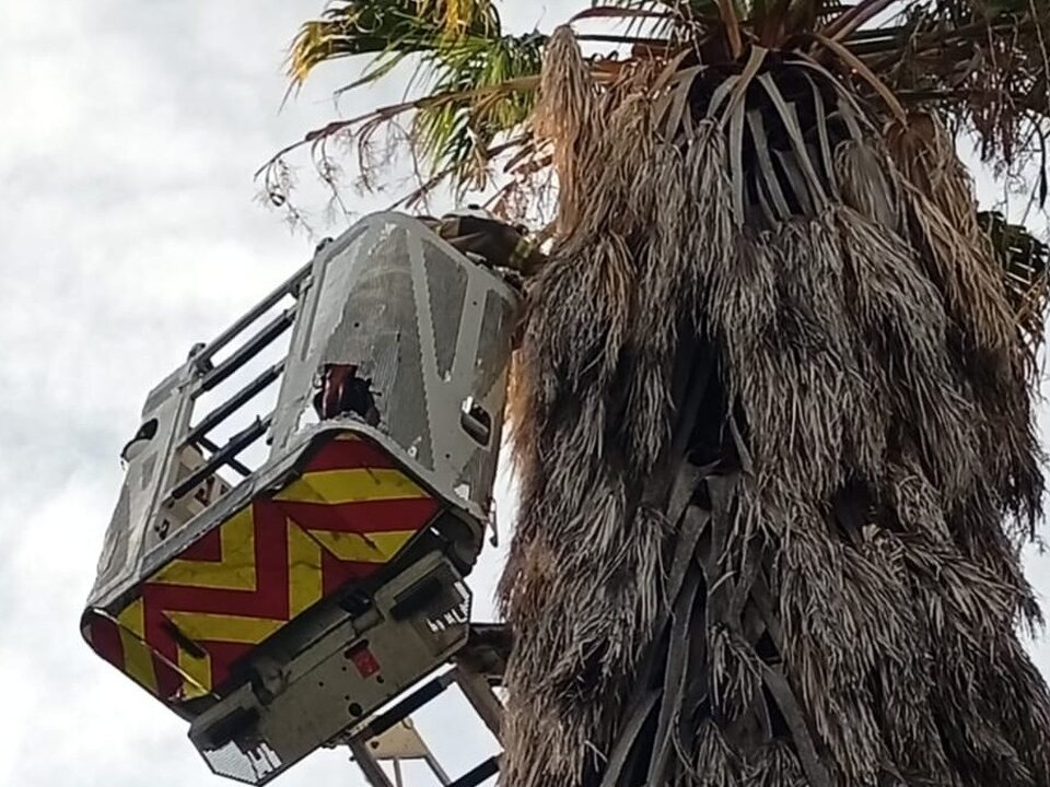 Devolvieron un pichón de lechuza de campanario a su nido a 15 metros de altura